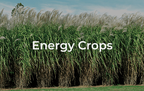 eenergycrops